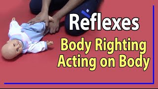 12 Body Righting Acting on Body Reaction [upl. by Natanoj26]