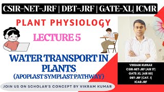 Water Transport in Plants  Apoplast Symplast Transmembrane Pathway  Xylem  Plant Physiology [upl. by Anitrebla70]