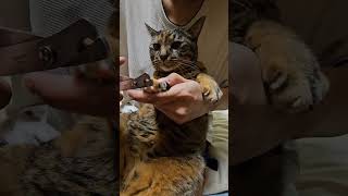 今日は爪切りの日です Today is nail clipping day cat cutecat 猫 猫の爪切り [upl. by Trellas]