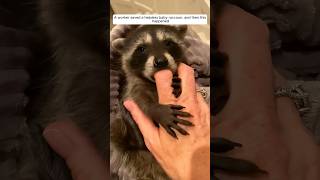 A worker saved a helpless baby raccoon and then this happened animalshorts shortvideo [upl. by Tsugua739]