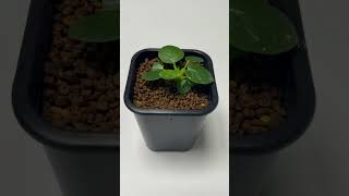 돌스테니아 포에티다 dorstenia foetida 식물 아프리카식물 plants 파종 seedling 괴근식물 씨앗 [upl. by Eisac]