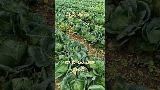 Cabbage telugu farming andrapradesh [upl. by Mohn866]