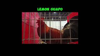 Lemon Guapo Brood Stag amp Brood Hen  Joey Alojado [upl. by Andaira]