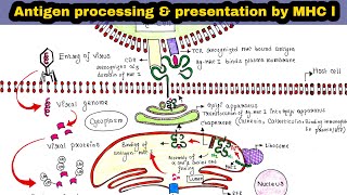 Antigen processing and presentation by MHC class I  Immunology Lecture 26 [upl. by Alicirp]