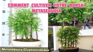 Comment Cultiver Votre Bonsai Metaséquoia  Metaséquoia Glyptostroboides [upl. by Neeleuqcaj]