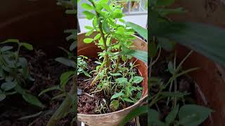 Jade Plant Care Tips  How to Grow and Care for a Jade Plant Indoors [upl. by Labinnah139]