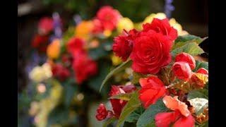 Top Most Beautiful Begonias  Begonia Flowers [upl. by Ynnep]