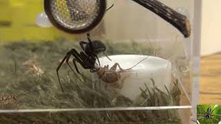 Black Widow Spider Feeding Latrodectus Hesperus [upl. by Adamek]