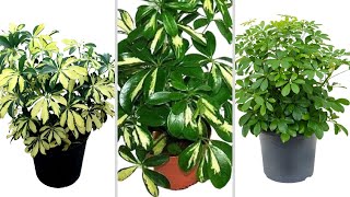 Best Types of Scheffleras You Can Grow  Schefflera Care  Umbrella Plant  Schefflera Varieties [upl. by Neda]