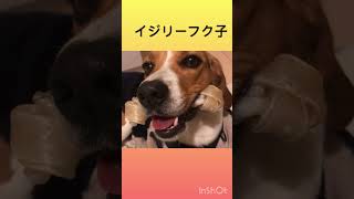 イジリー岡田っぽくなるビーグルフク子 アテレコ ビーグル beagle ガム 牛皮 可愛い イジリー岡田 高速ペロペロ 効果音 犬 歯磨きガム かみかみ 取られまい 噛む [upl. by Ericka]