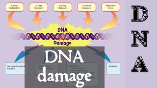 DNA damage and repair  DNA damage response [upl. by Swenson]