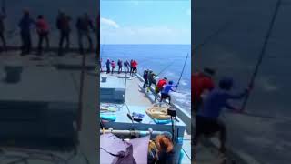 Fishing Tuna Sustainably The Maldivian Pole and Line Mastery [upl. by Nuahsor562]