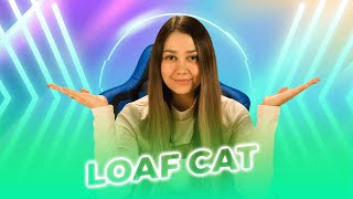 LOAF CAT  Best Community in Cryptospace  100x Solana Meme Coin [upl. by Cristobal523]