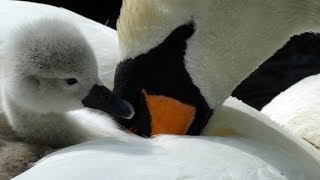 Abbotsbury Swannery Dorset England UK [upl. by Abbotsun539]