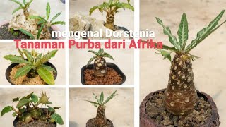 Dorstenia Tanaman Purba dari Afrika  How to grow and care [upl. by Ewald]