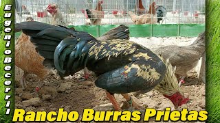 Para Show Beautiful Birds Rancho Burras Prietas  Eugenio Becerril Farm [upl. by Guerra]