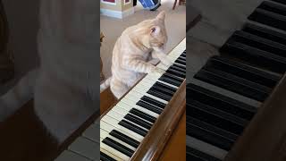 Cat Plays Piano 🎹 cats piano [upl. by Base]