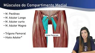 Articulação do Quadril e Coxa  Anatomia [upl. by Dorison]