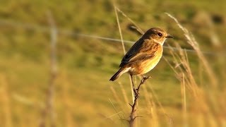 Female Stonechat at Godrevy Point  Tarier Pâtre [upl. by Pope]