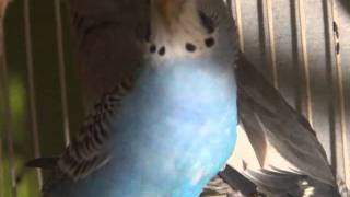 Female BudgieParakeet Chirping Cotton [upl. by Tranquada]