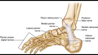 Two Minutes of Anatomy Posterior Tibial Nerve [upl. by Alohcin]