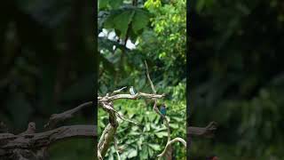 Oriental Dollarbird 三宝鸟 Vol 02  Ulu Pandan Canal sony200600 wildlifephotography sonysingapore [upl. by Belmonte230]