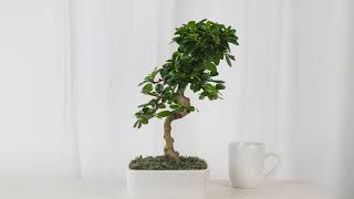 Bonsai as Houseplants  Costa Farms [upl. by May]