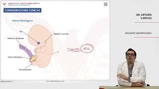 Embriología Desarrollo del sistema digestivo Consideraciones clínicas [upl. by Bogusz]