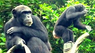 Chimpanzee Overjoyed Clapping Nonstop😆😆黑猩猩超開心，不停拍手歡呼！ [upl. by Oderf483]