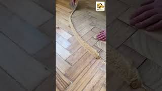 How Can You Effectively Fill Gaps in Parquet Flooring  flooring reels shorts [upl. by Anny]