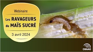 Dynamique des populations des ravageurs lépidoptères du maïs sucré [upl. by Kailey185]