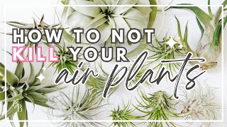 Everything You Need To Know About Air Plants  Complete Tillandsia Care Guide  Houseplant Care [upl. by Almena574]