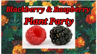 Blackberry and raspberry plant party smallspacegarden [upl. by Gnad]