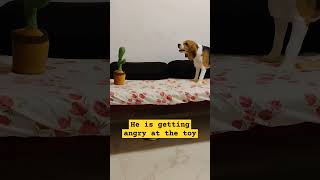 Beagle fighting pets fighting dogfight angry toys confused confusion talkback attitude [upl. by Lerej321]