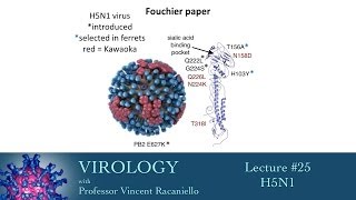 Virology 2014 lecture 25  H5N1 [upl. by Eamaj]