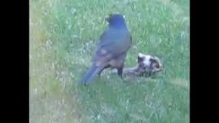 Starling Or Grackle Eats Another Bird  Rabbit Watches [upl. by Alaine549]