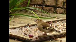 29 soorten vogels in de tuin [upl. by Erreit701]