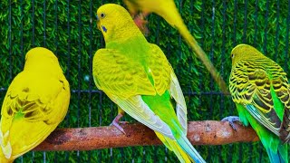 Parrots singing beautiful birds voice beautiful budgies birds sounds [upl. by Eldon231]