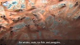 Animals of the Ice Antarctic Krill [upl. by Dahcir]