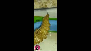 mealworm to beetle 2stage cycle of life trending [upl. by Ecinwahs]