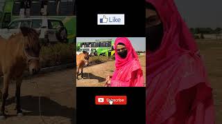 ঘোড়াকে আদর করতে গিয়ে কামড় খেলাম 🐎🐎 Village life with family  reelsvillagelife shorts short [upl. by Johnathon747]