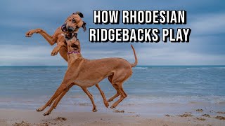 Rhodesian Ridgebacks Play Rough And its a joy to watch [upl. by Annez]