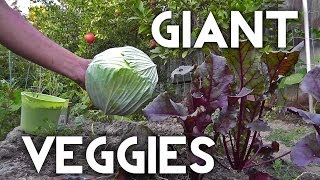 How To Grow Growing Giant Vegetables [upl. by Chyou]