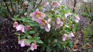 February Plants Helleborus orientalis [upl. by Dasteel964]