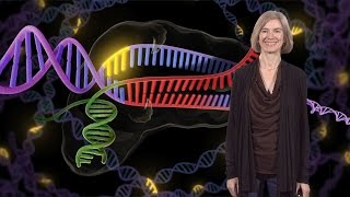 Jennifer Doudna UC Berkeley  HHMI Genome Engineering with CRISPRCas9 [upl. by Abramson]