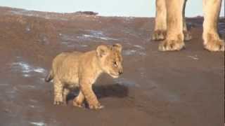 Lion Cubs Growling in the Serengeti [upl. by Calloway514]