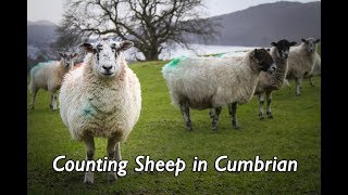 Counting Sheep in Cumbrian [upl. by Saree]