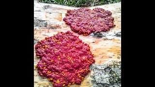 Foraging Edible Plants  Autumn Olive Fruit Leather  Wild Food [upl. by Namaj293]