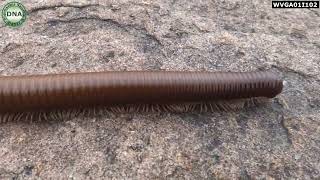 Trigoniulus corallinus  Rusty Millipede  Common Asian Millipede [upl. by Athal873]