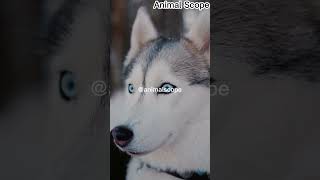 Wolf in Dogs Clothing the Siberian Husky [upl. by Emmit]